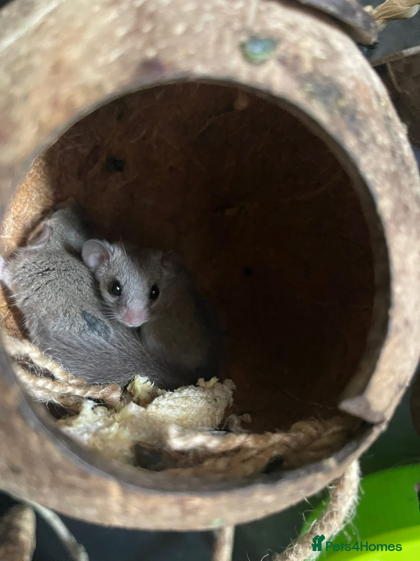 Mouse rodents Micro-squirrels - Advert 6