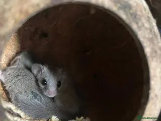 Mouse rodents Micro-squirrels - Advert 6