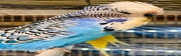Budgerigars birds for sale: Various colour/ages budgies for sale  - Advert 4