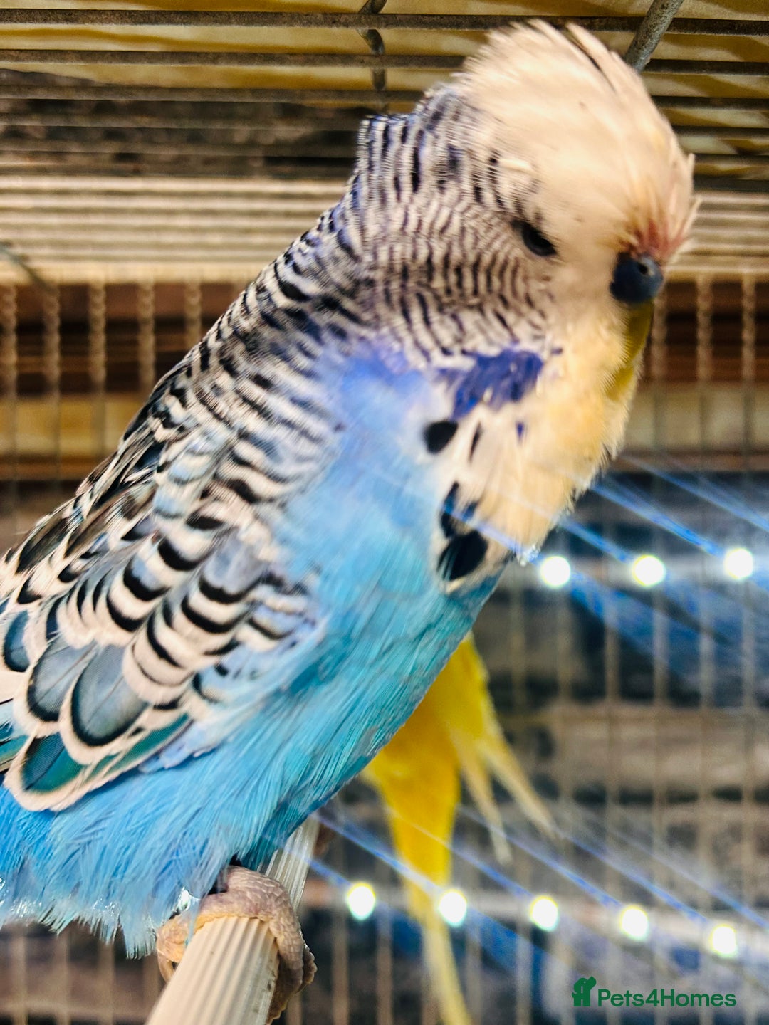 Budgerigars birds for sale: Various colour/ages budgies for sale  - Advert 4