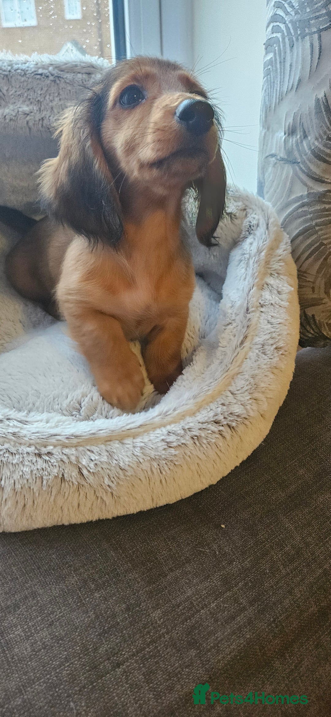 Miniature Dachshund dogs for sale: Ready now 🩵🩵🩵🩷 - Advert 20