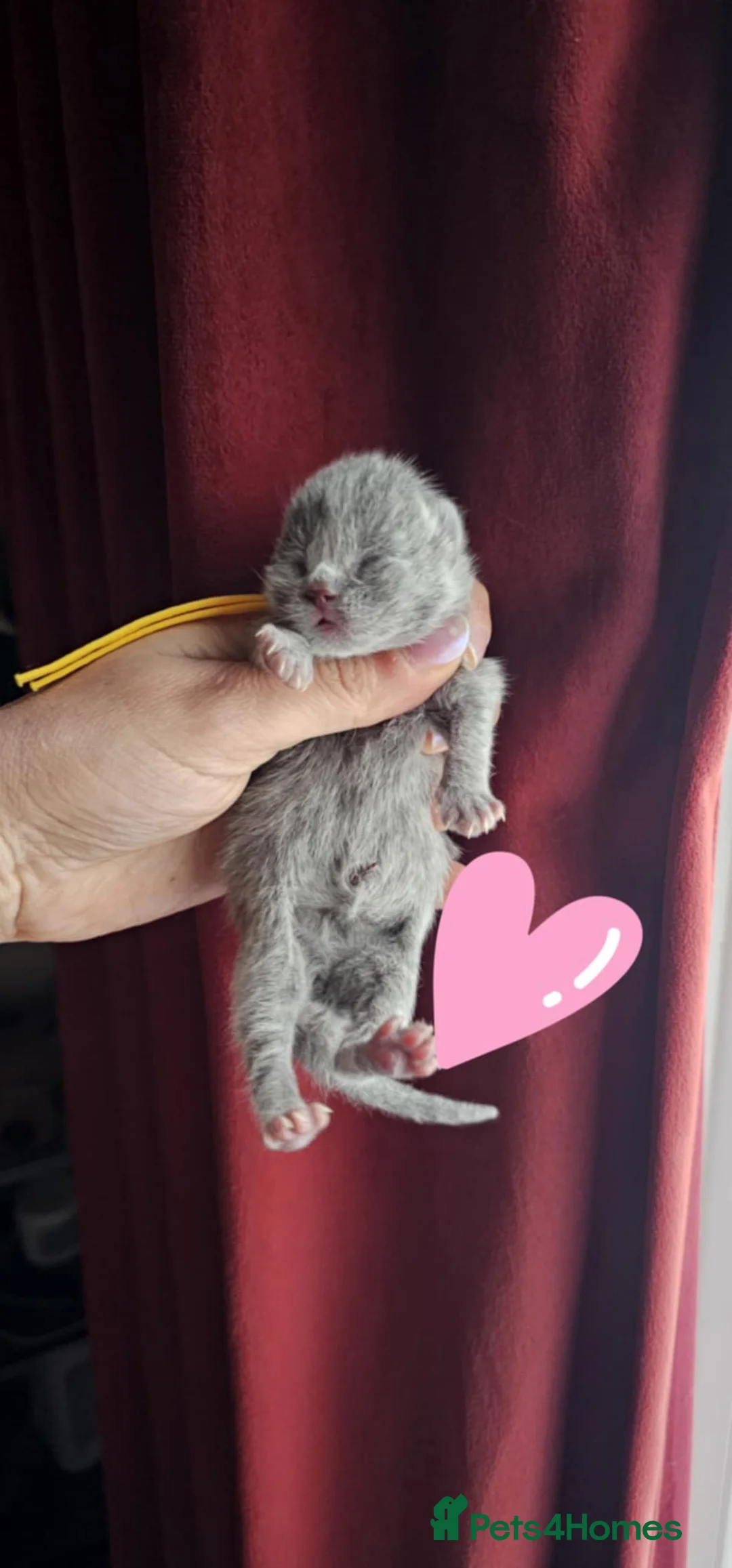 British Shorthair cats for sale: High-Quality British Shorthair Kittens GCCF - Advert 5
