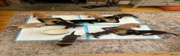 Labrador Retriever dogs for sale: KC Registered Labrador Puppies - Advert 9