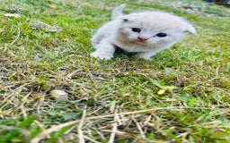 Scottish Fold cats for sale: Adorable Kittens Looking for Their Forever Homes🐾 - Image 31