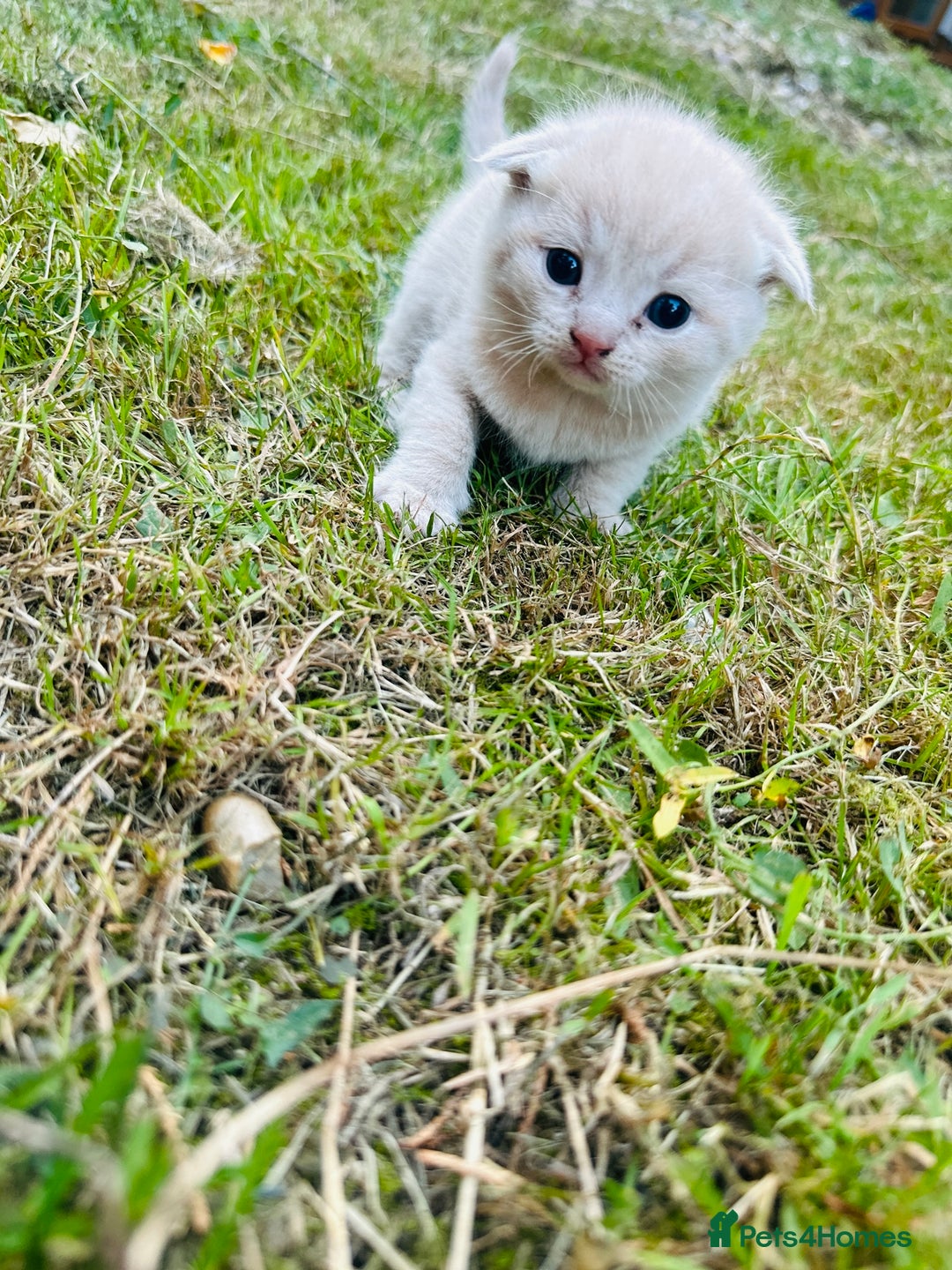 Scottish Fold cats for sale: Adorable Kittens Looking for Their Forever Homes🐾 - Image 31