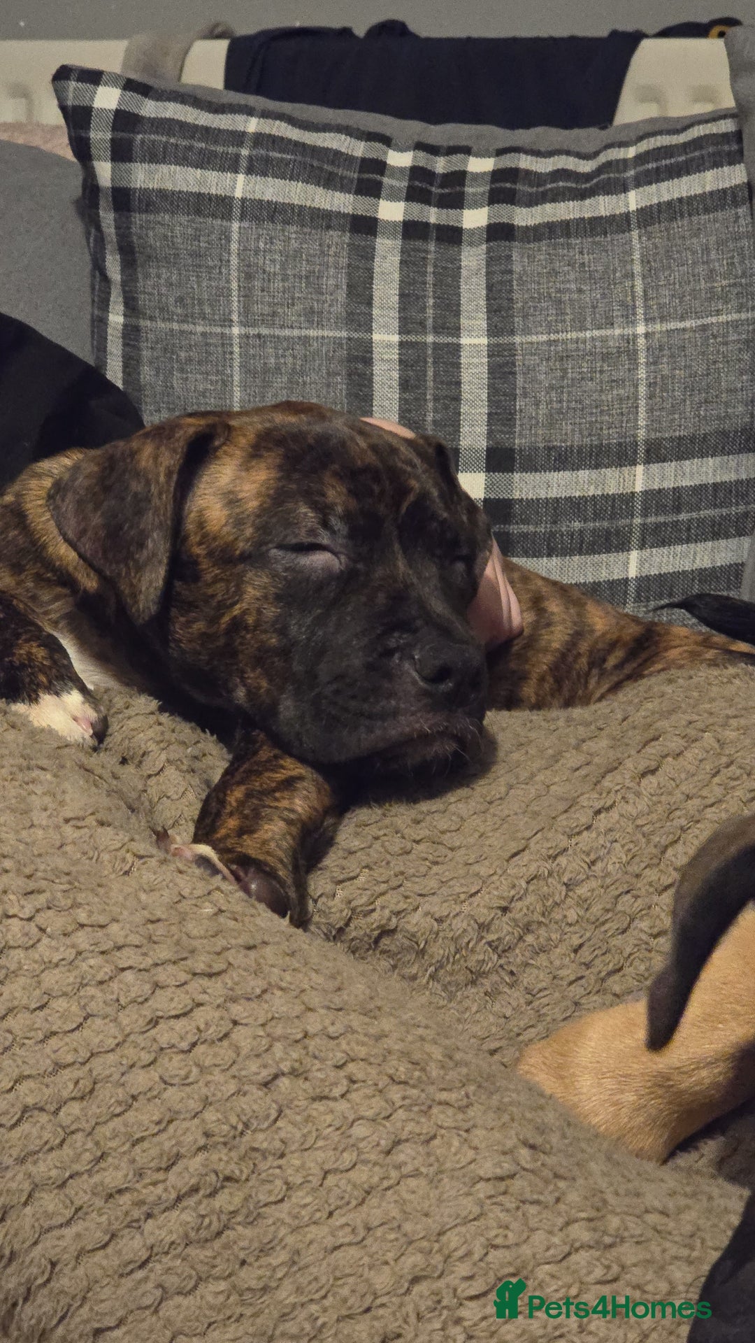 Mixed Breed dogs for sale: Staffy corso x dogue de bordeaux - Advert 7