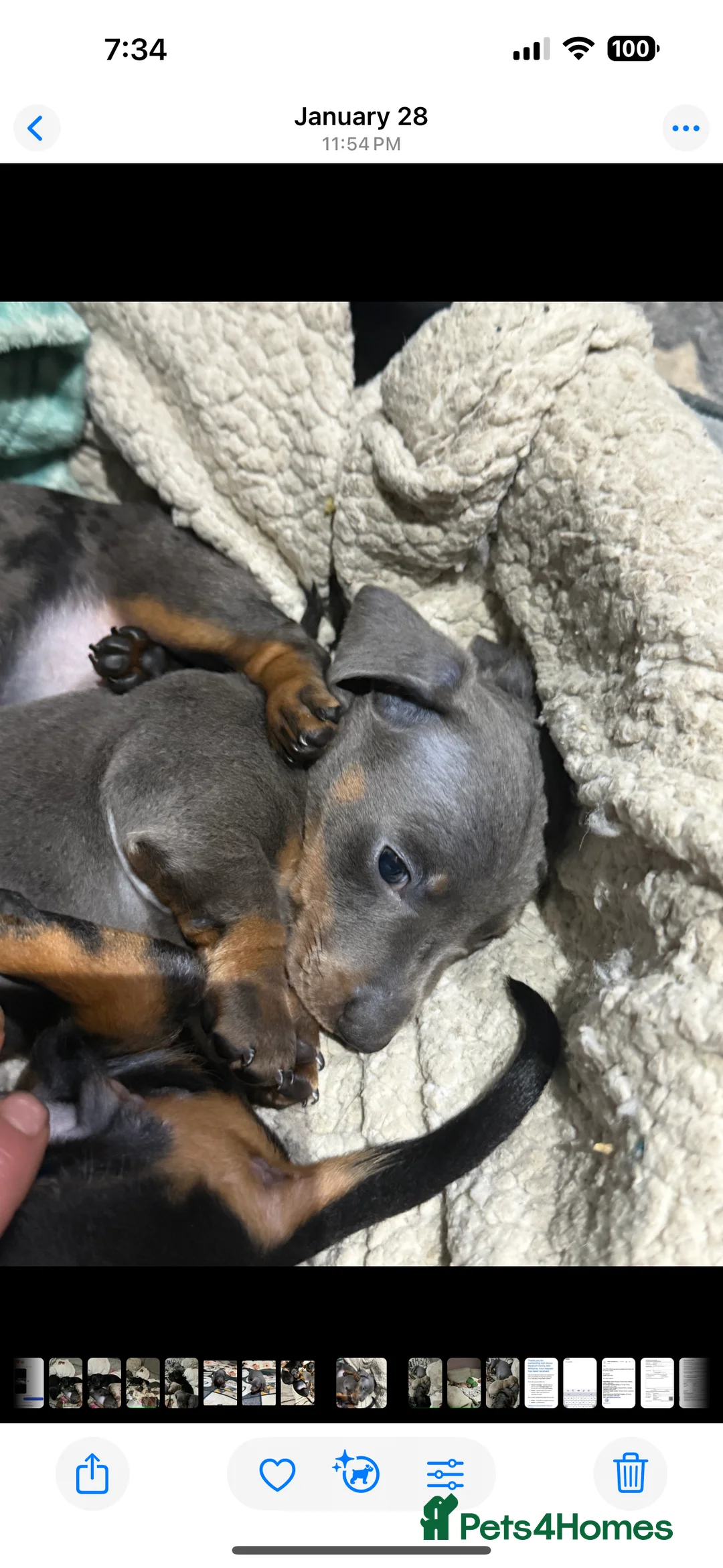 Miniature Dachshund dogs for sale: 1 girl 1 boy looking for forever home  - Advert 3