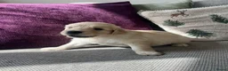 Golden Retriever dogs for sale: KC REG Extensively Health tested cream/gold pups - Advert 13