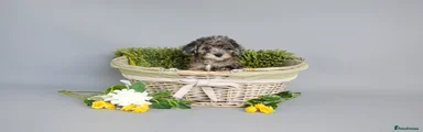 Cavapoo 6