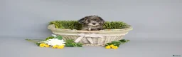 Cavapoo dogs for sale: Cavapoo puppies for sale  - Advert 5