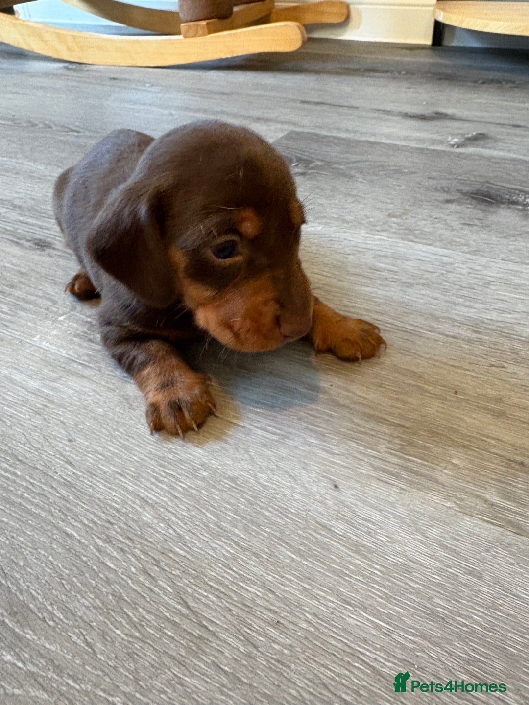 Miniature Dachshund dogs for sale: Adorable Miniature dachshund Babies - Advert 5