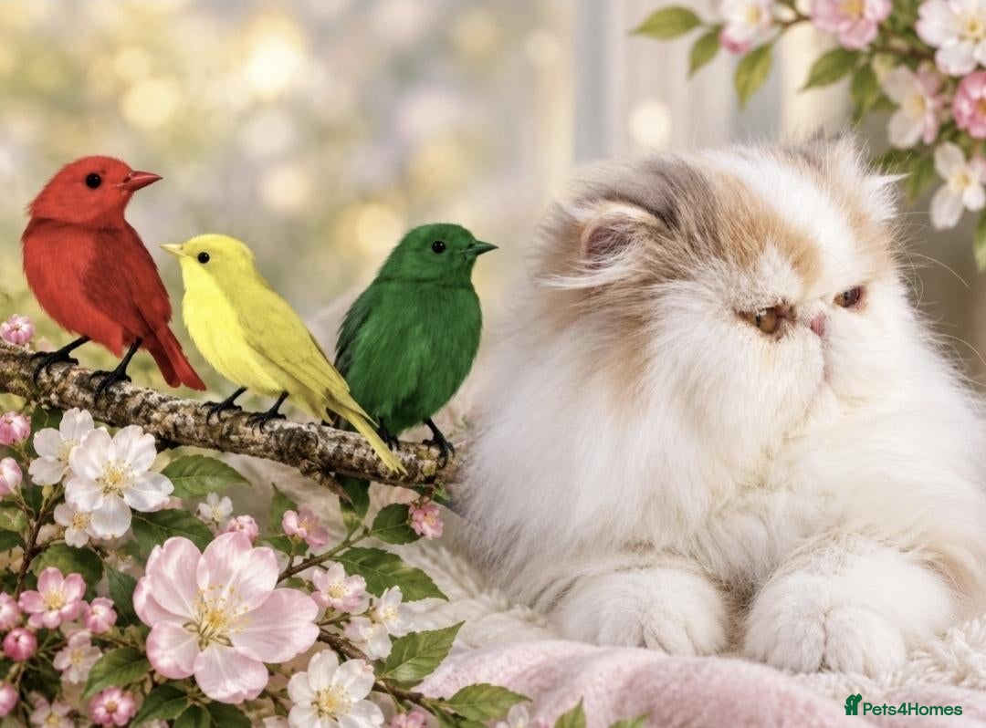 Persian cats Gorgeous Persian girl  - Advert 11