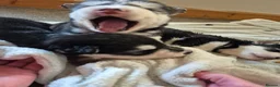 Mixed Breed dogs for sale: Alaskan malumute  x huskie - Advert 7