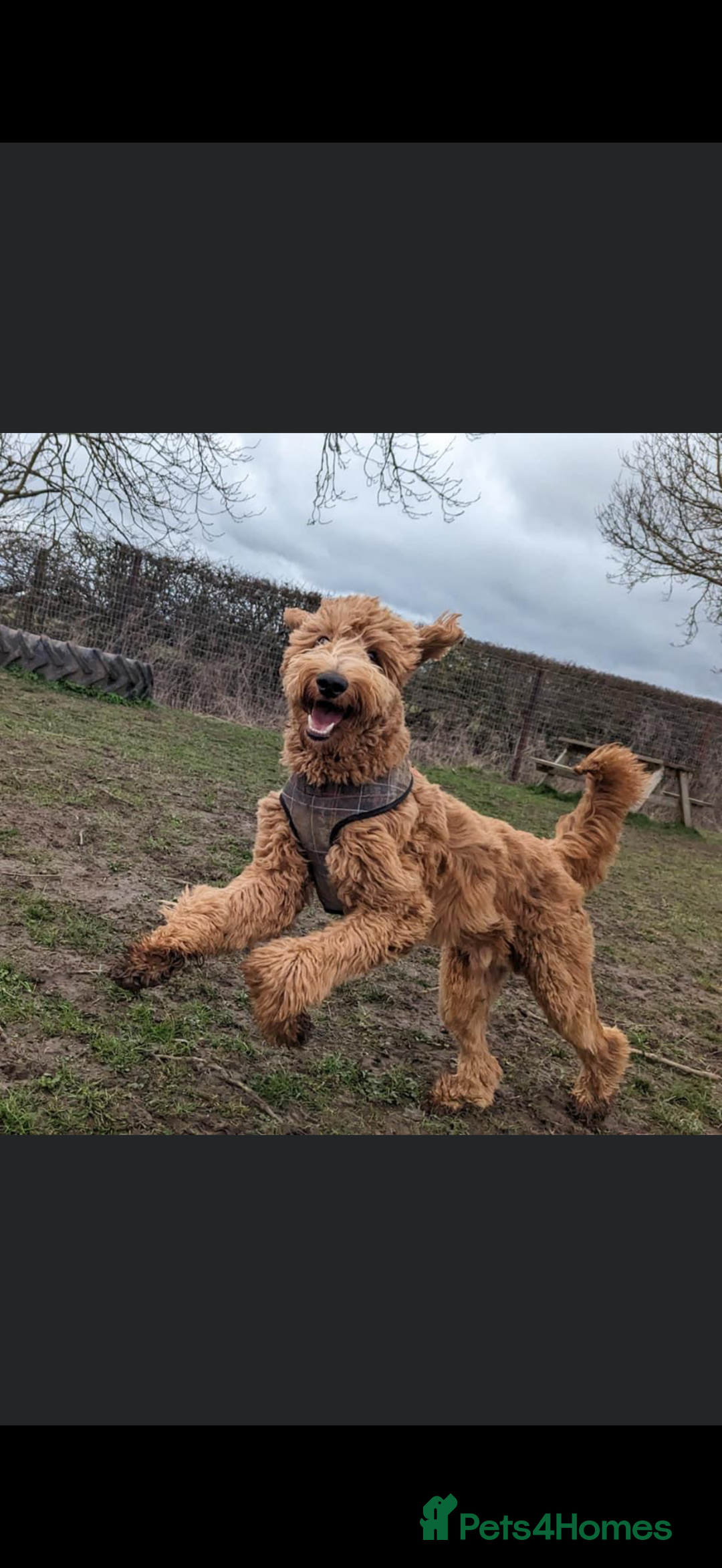 Goldendoodle dogs for stud: Goldendoodle for stud  - Image 5