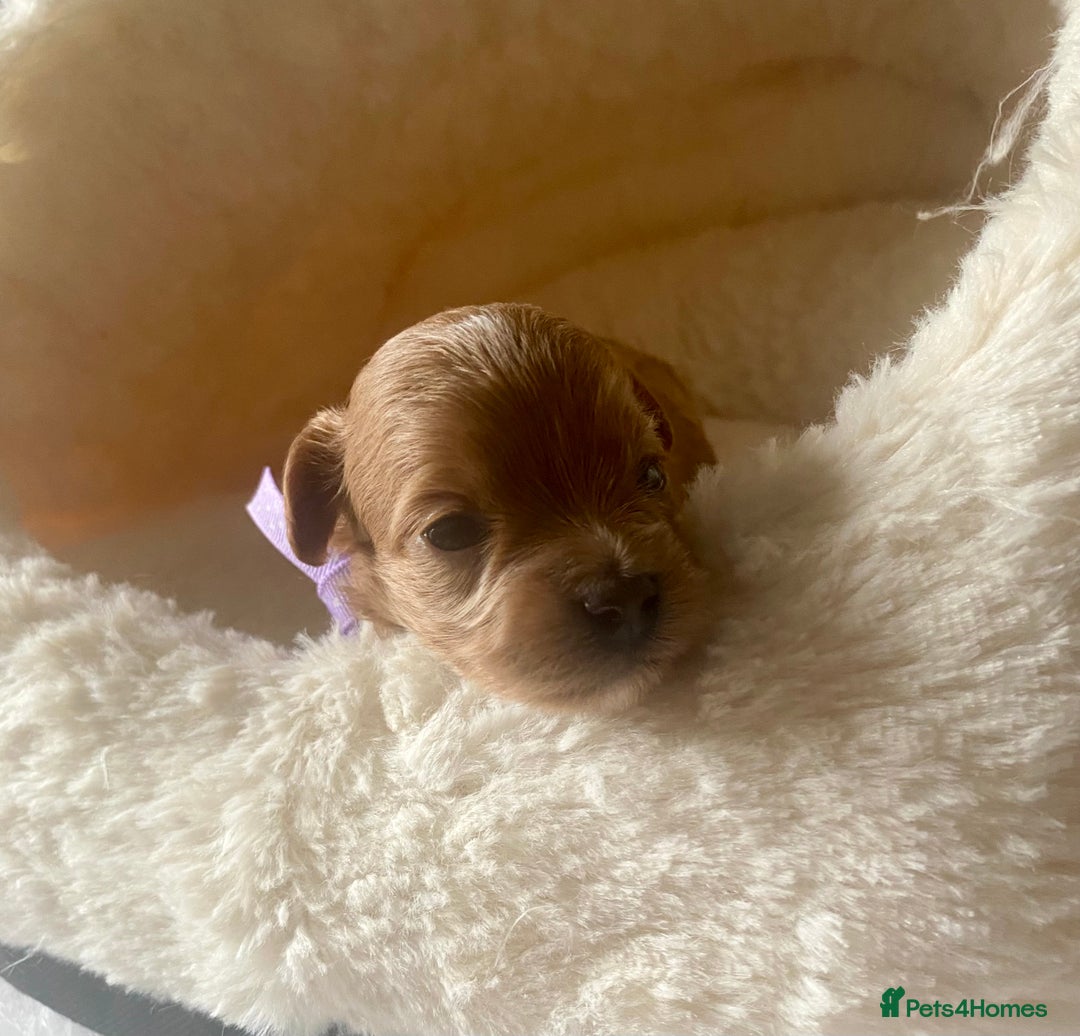 Maltipoo dogs for sale: 🌸Adorable Asian Maltipoo Puppy  - Image 10
