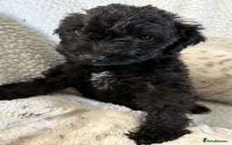 Mixed Breed dogs for sale: Patterdale cross - Image 22