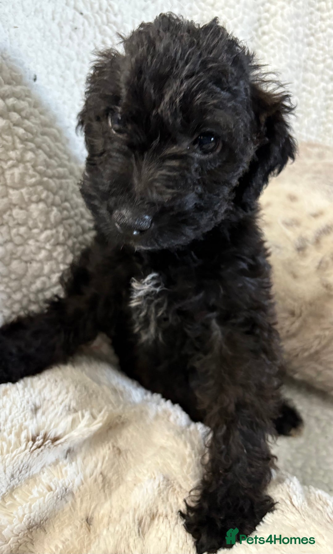 Mixed Breed dogs for sale: Patterdale cross - Image 22