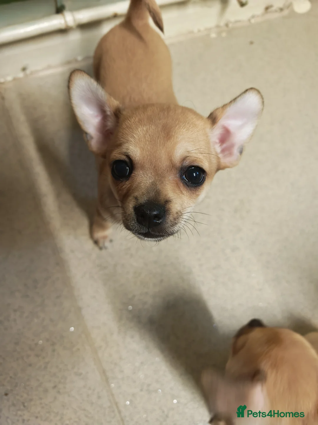 Chihuahua dogs for sale: Chihuahua puppys - Advert 3