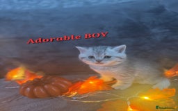 Scottish Fold cats for sale: Adorable Scottish fold silver kittens  - Image 11