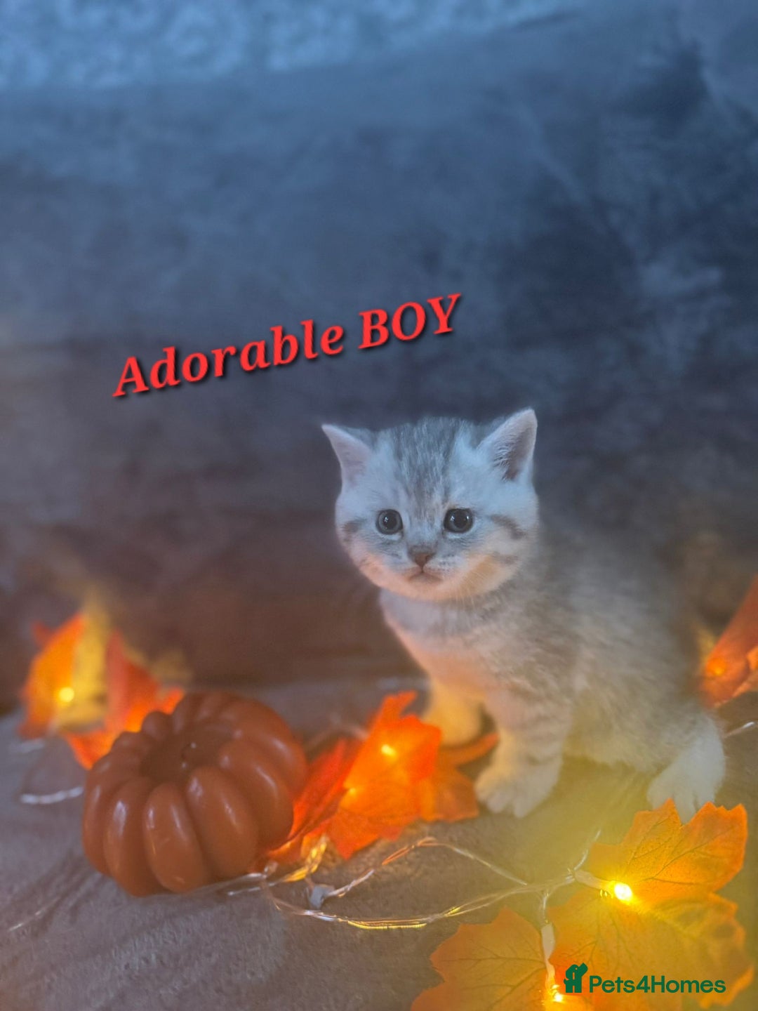 Scottish Fold cats for sale: Adorable Scottish fold silver kittens  - Image 11