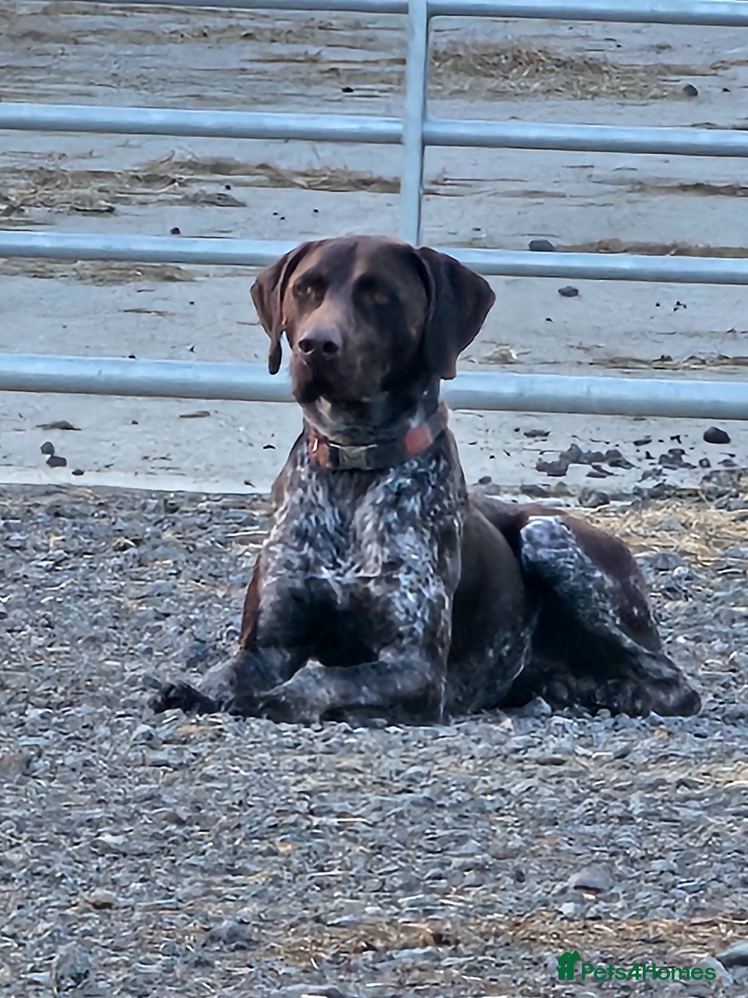 German Shorthaired Pointer dogs German shorthaired pointer for stud  - Advert 1