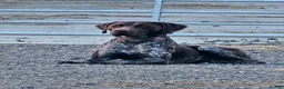 German Shorthaired Pointer dogs for stud: German shorthaired pointer for stud  - Advert 1