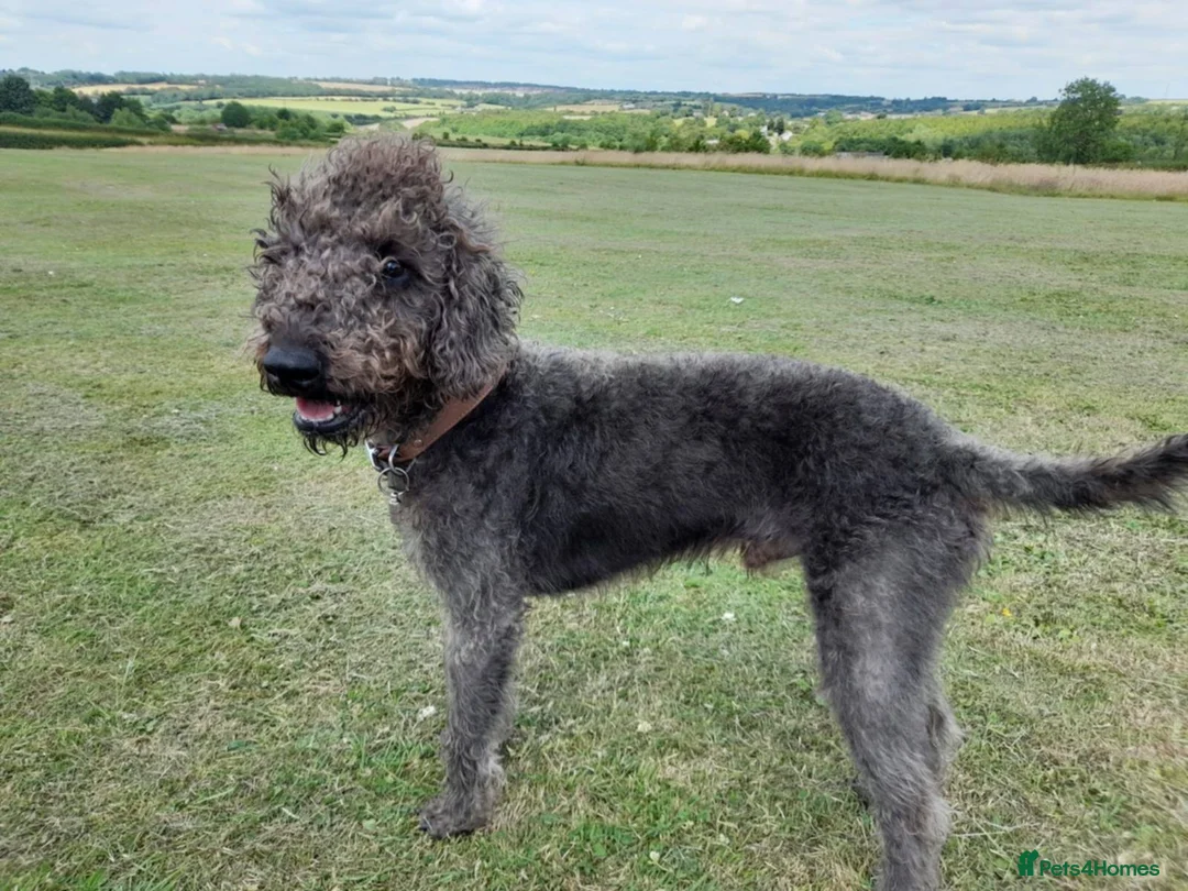 Mixed Breed dogs for sale: Bedlington Whippet pups. First Cross in Ibstock - Advert 7