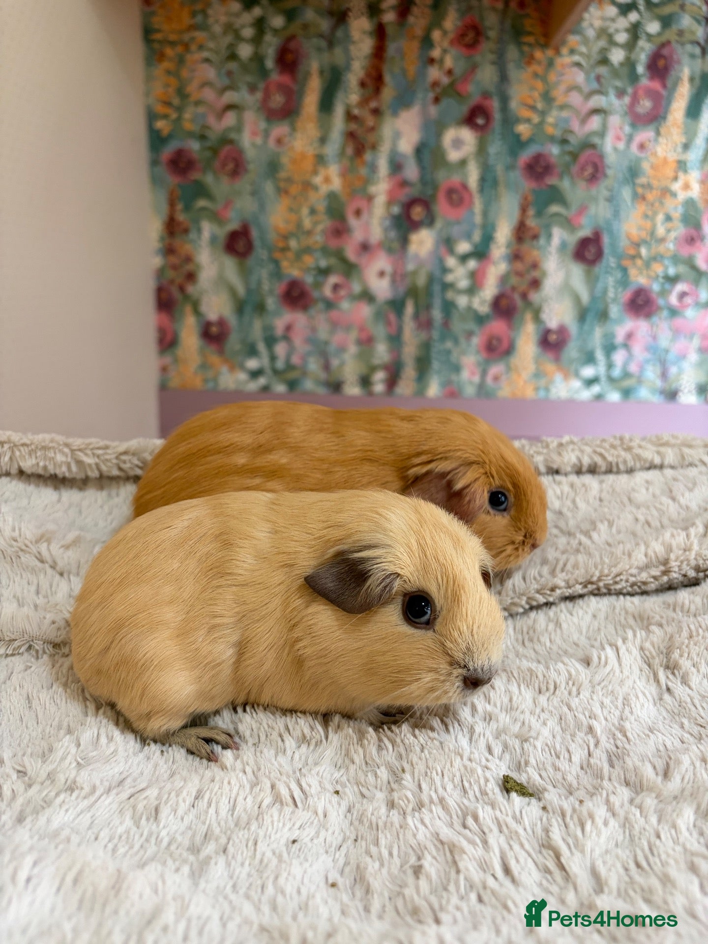 Guinea Pig rodents for sale: California Guinea pigs for sale - Advert 10