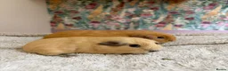 Guinea Pig rodents for sale: 🐹 Guinea Pigs Looking for Loving Homes - Advert 12