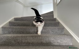Domestic Shorthair cats for sale: Benji (Urgent rehoming) - Image 2