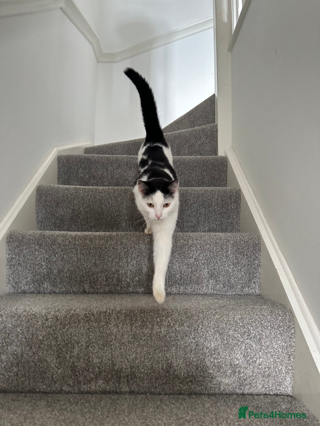 Domestic Shorthair cats for sale: Benji (Urgent rehoming) - Image 2