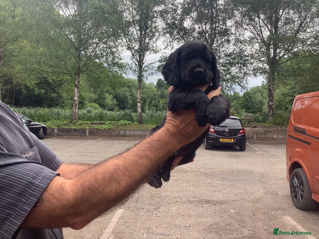 Cocker Spaniel dogs for sale: Mr Mark Hulme in Sandbach - Image 10