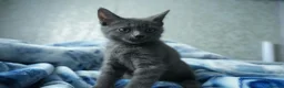 British Shorthair cats for sale: Beautiful British shorthair  in Redditch - Advert 4