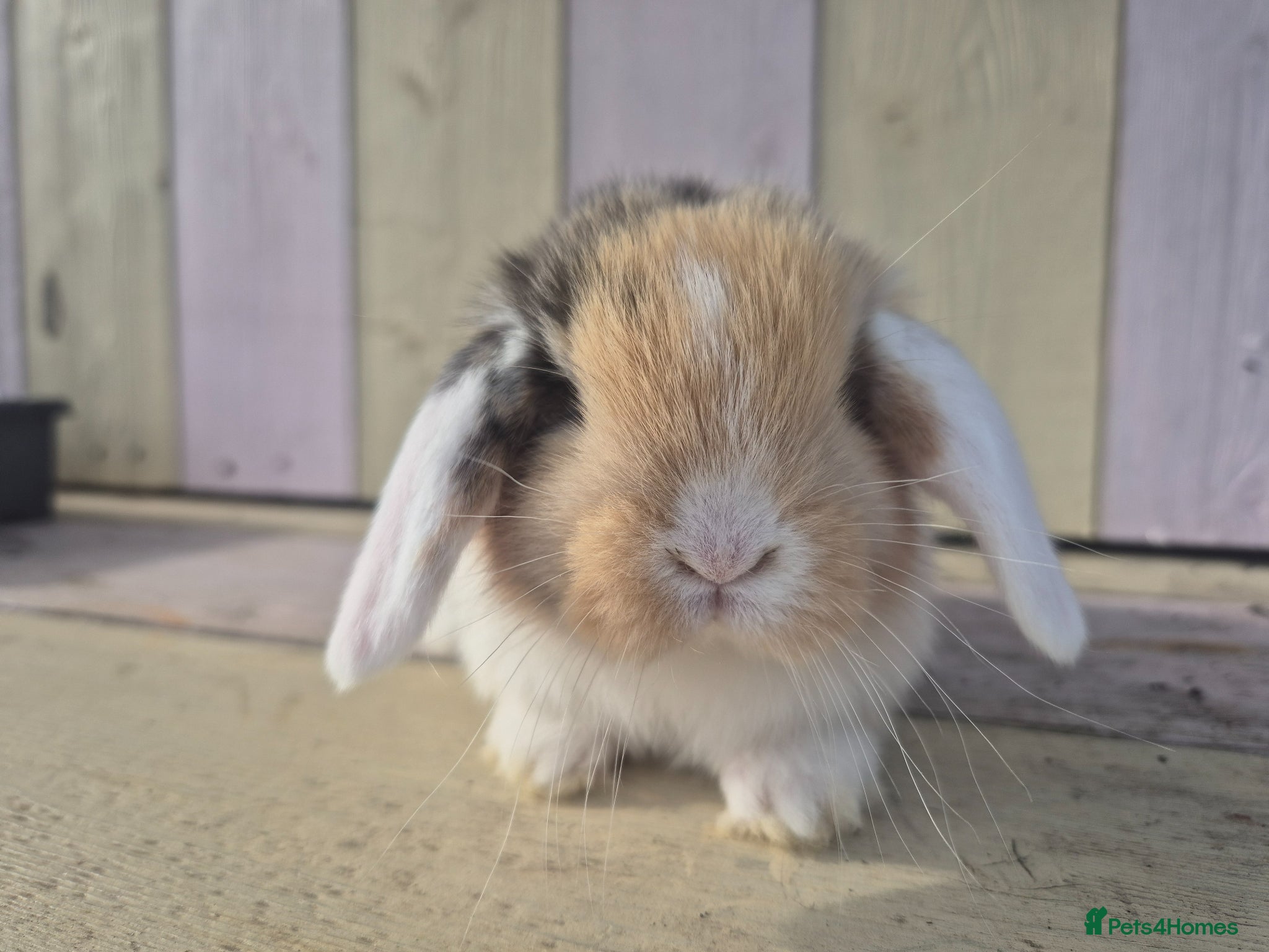 Mini Lop rabbits 🧡Absolutely gorgeous mini lop babies 🧡 - Advert 2