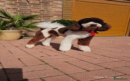 Labradoodle dogs for stud: FULLY HEALTH TESTED MOYEN POODLE STUD! in Kettering - Image 6