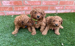 Toy Poodle dogs for sale: Adorable Deep Red Toy Poodle Puppies Available! 🐾 - Image 8
