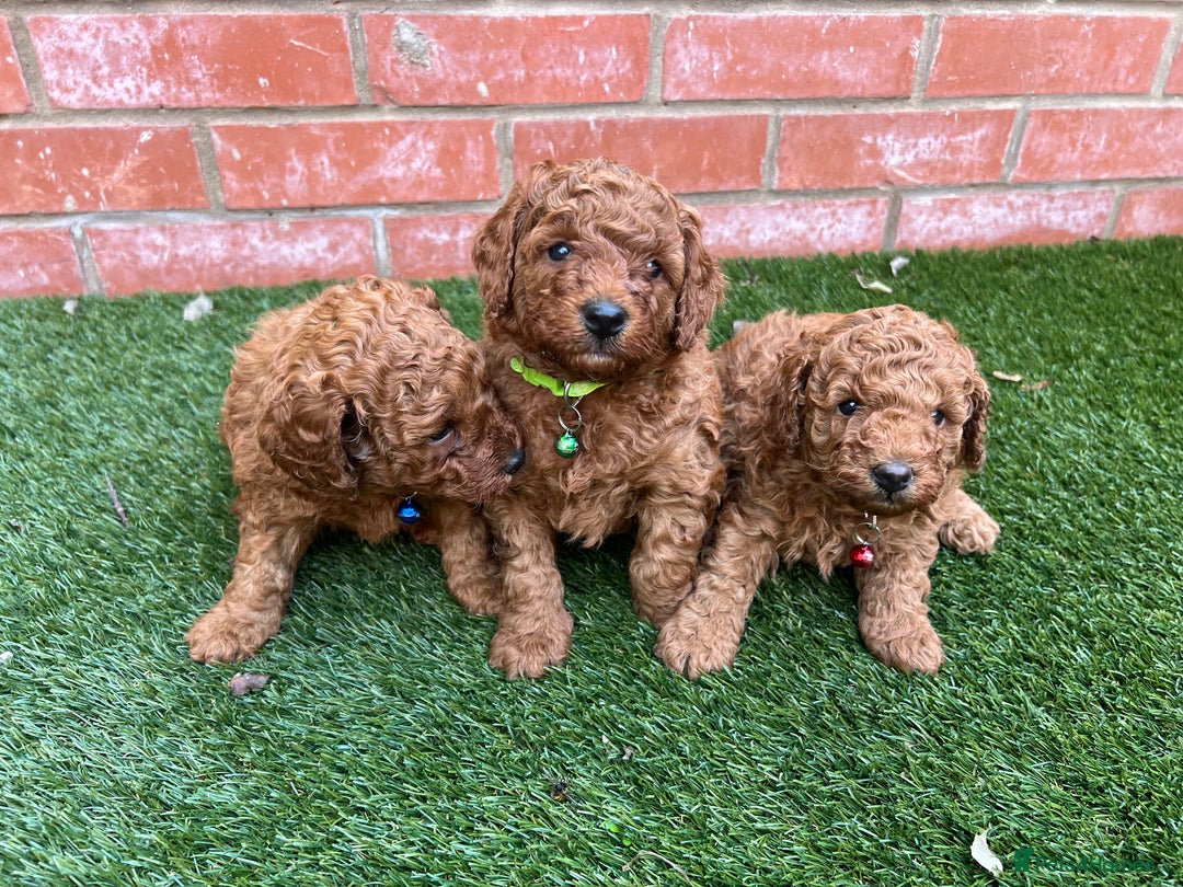 Toy Poodle dogs for sale: Adorable Deep Red Toy Poodle Puppies Available! 🐾 - Image 8
