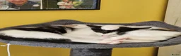 Mixed Breed cats for sale: Two Kittens Looking for Loving Homes  in Swadlincote - Advert 2