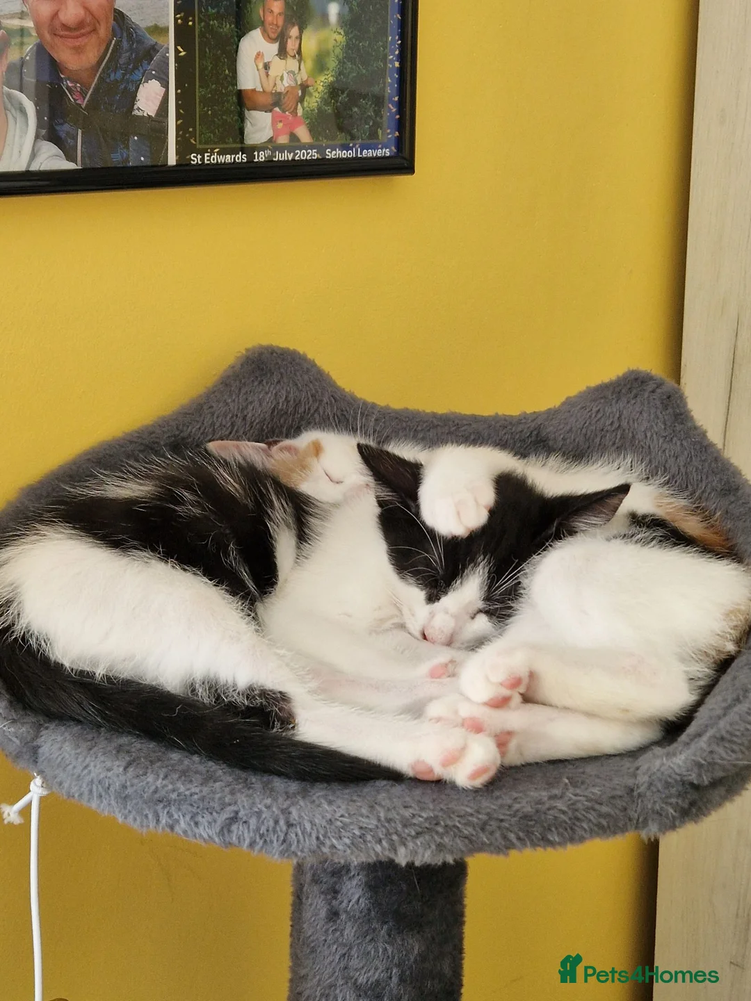 Mixed Breed cats for sale: Two Kittens Looking for Loving Homes  in Swadlincote - Advert 2