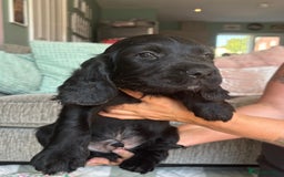 Sprocker dogs for sale: Sprocker spaniel puppies ready now - Image 12