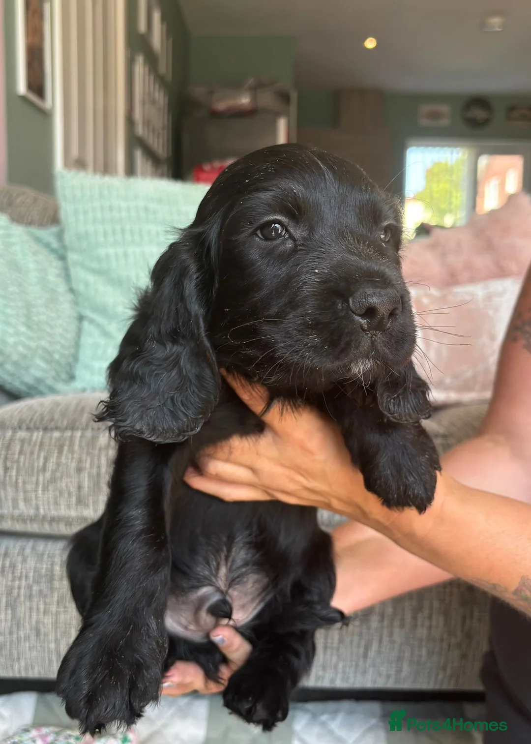 Sprocker dogs for sale: REDCUED Sprocker spaniel puppies ready now - Advert 12