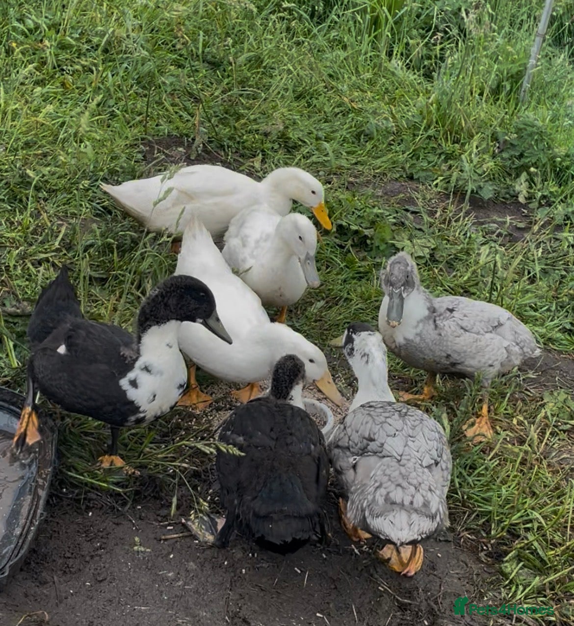Ducks poultry for sale: Cherry Valley Style & Pedigree Swedish ducks 👀🏠 - Advert 1