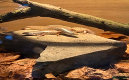 Skink reptiles for sale: Occelated Skinks - Image 2