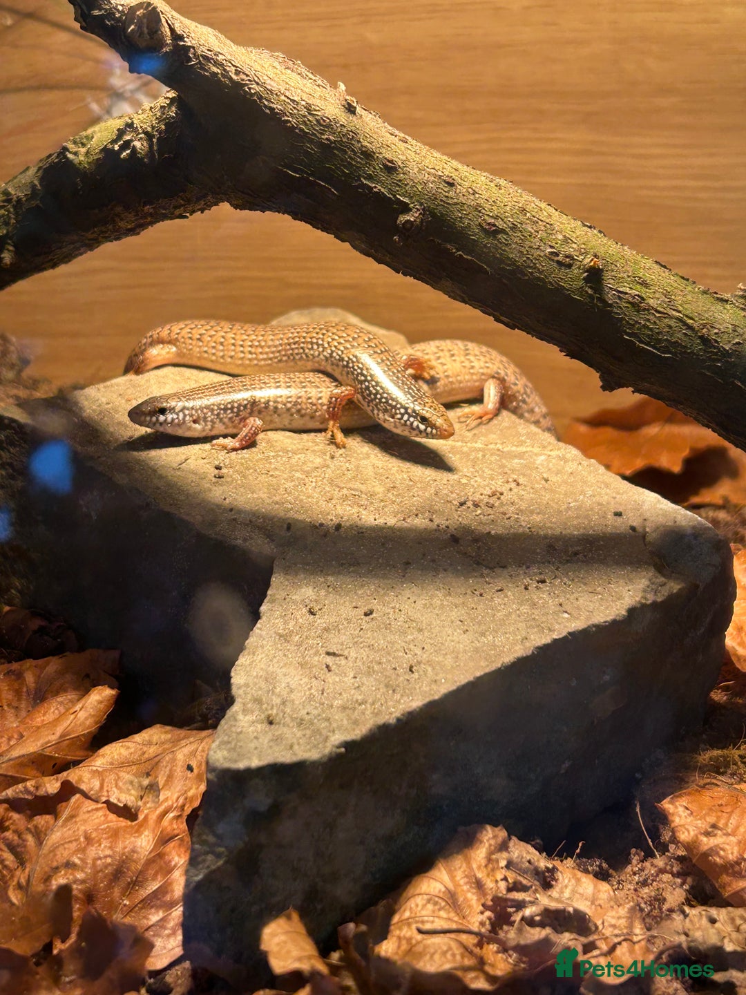 Skink reptiles for sale: Occelated Skinks - Image 2