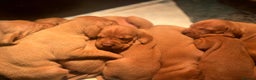 Hungarian Vizsla dogs for sale: Beautiful KC Red Hungarian Vizsla Puppies - Advert 2