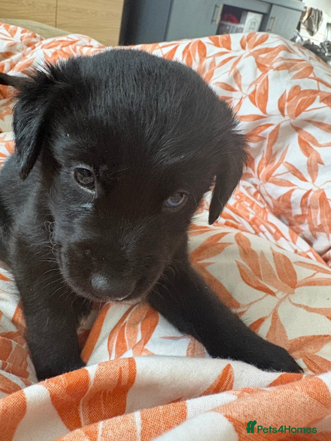Mixed Breed dogs for sale: Siberian Cocker Puppies  - Image 7