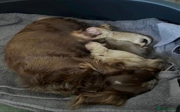 Miniature Dachshund dogs for stud: DNA health tested miniature dachshund  - Image 5