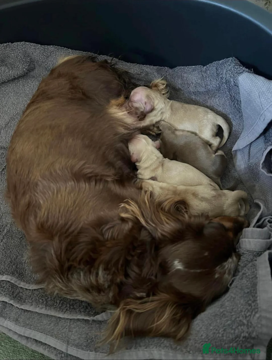 Miniature Dachshund dogs for stud: DNA health tested miniature dachshund  - Advert 5