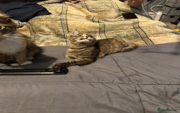 Maine Coon cats for sale: Xl mainecoon kittens  - Image 18