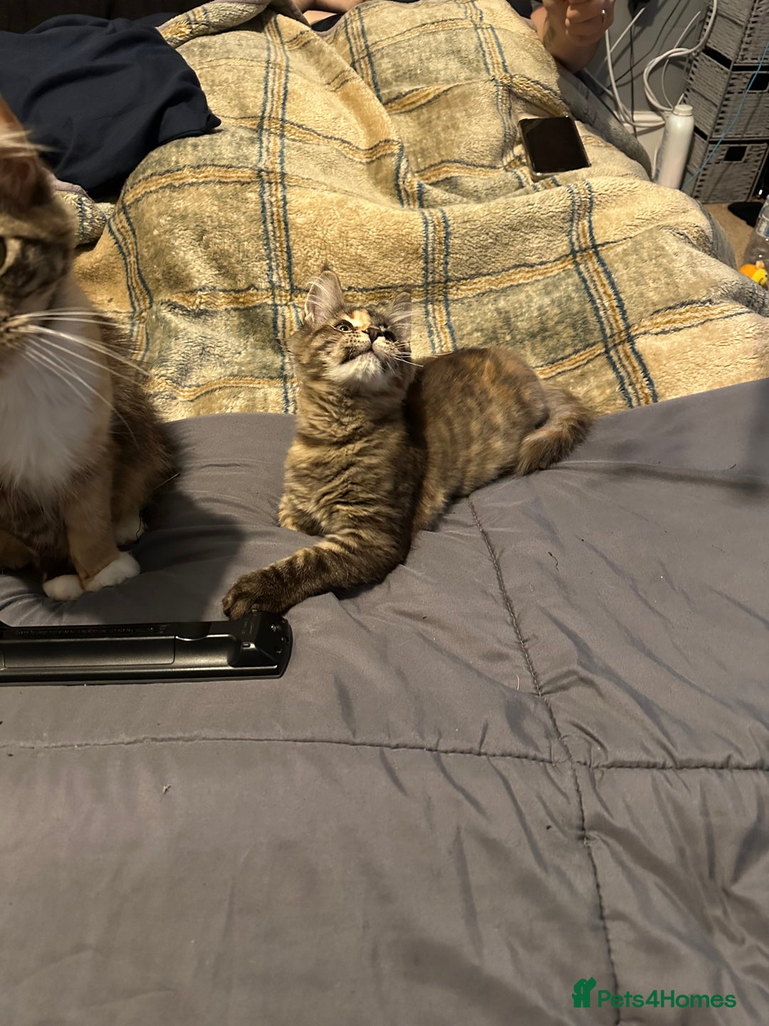 Maine Coon cats for sale: Xl mainecoon kittens  - Image 18